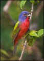 _1SB3462 Painted Bunting